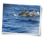 avvistamento delfini a Lampedusa